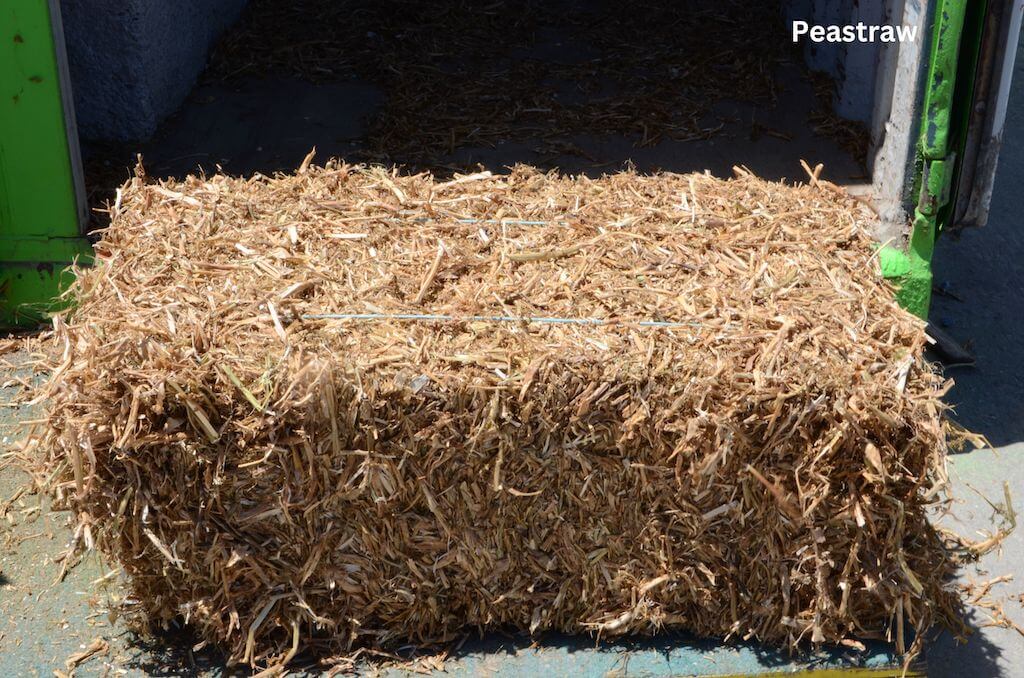 Pea Straw bales